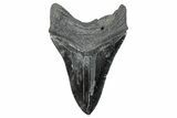 Serrated, Fossil Megalodon Tooth - South Carolina #284240-1